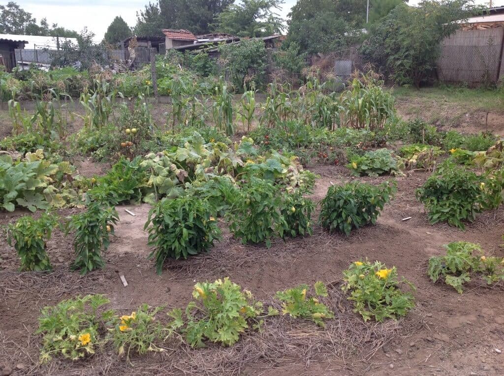 Community Garden In Csörög