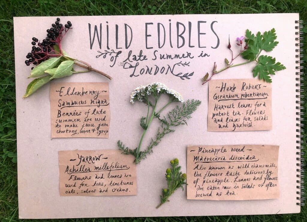 Edible Landscapes